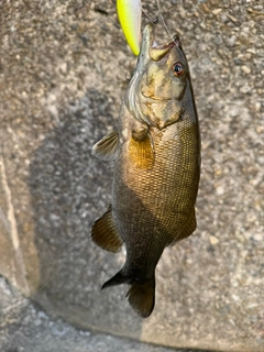 スモールマウスバスの釣果