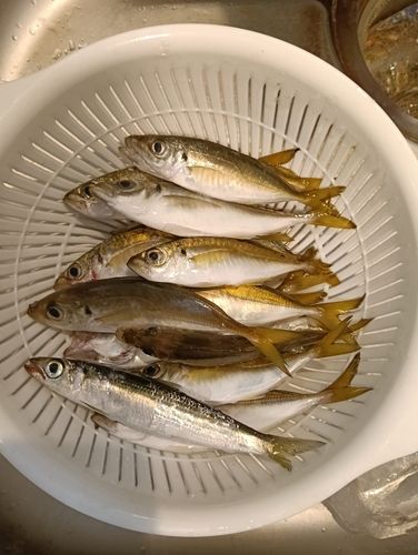 アジの釣果
