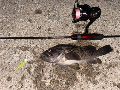 ソイの釣果