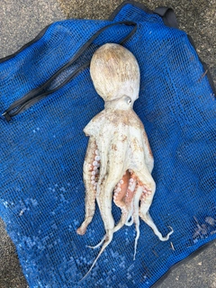 タコの釣果