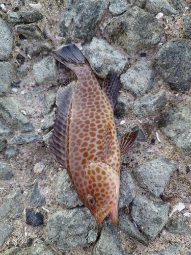 オオモンハタの釣果