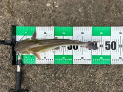 アメリカナマズの釣果
