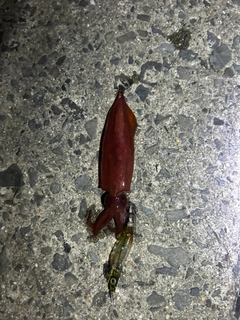 ケンサキイカの釣果