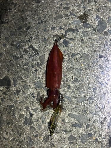 ケンサキイカの釣果