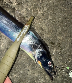 タチウオの釣果