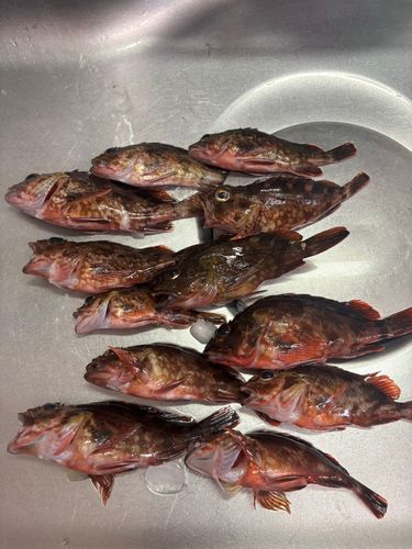 カサゴの釣果
