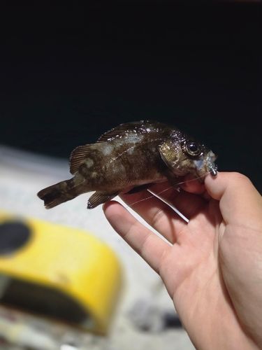 クロメバルの釣果