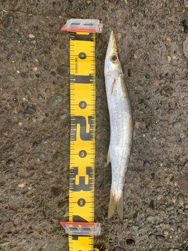アカカマスの釣果