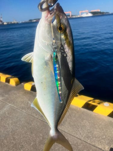 ネリゴの釣果