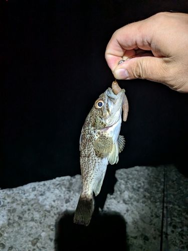 釣果