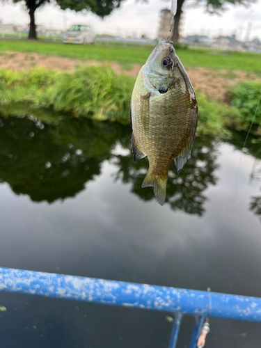 ブルーギルの釣果