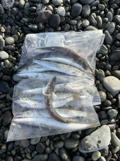 カマスの釣果