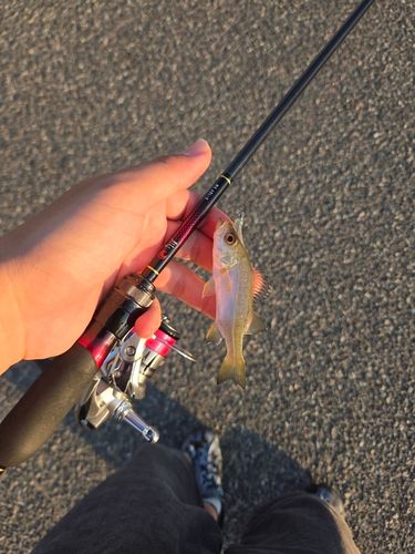 セイゴ（タイリクスズキ）の釣果