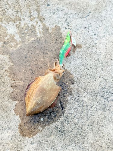 モンゴウイカの釣果