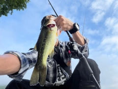 ラージマウスバスの釣果