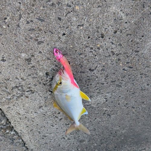 カンパチの釣果