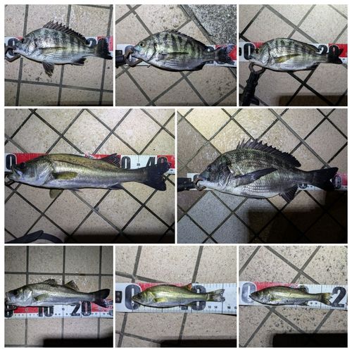 フッコ（マルスズキ）の釣果
