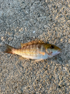 イトフエフキの釣果