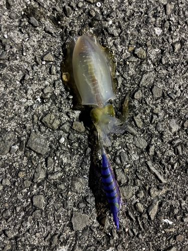 アオリイカの釣果