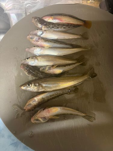 キスの釣果