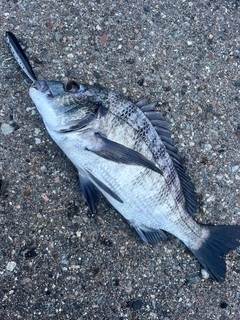 クロダイの釣果