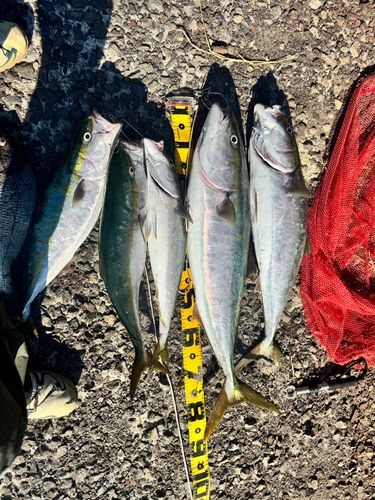 ブリの釣果