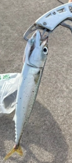 サバの釣果