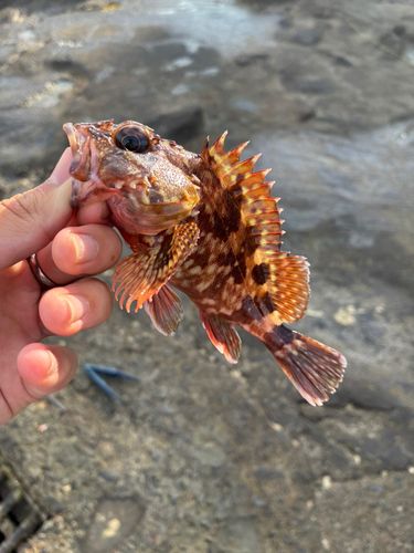 カサゴの釣果