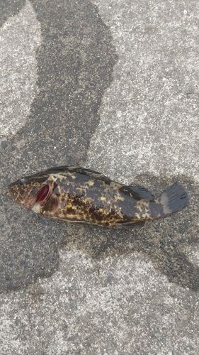 タケノコメバルの釣果