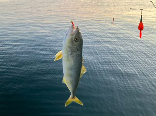 フクラギの釣果