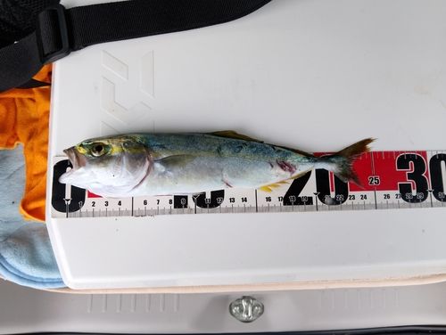 ワカシの釣果