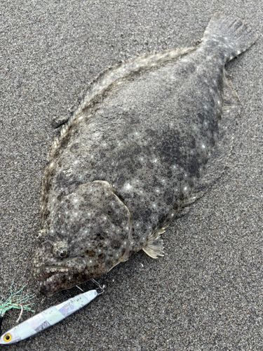 ソゲの釣果