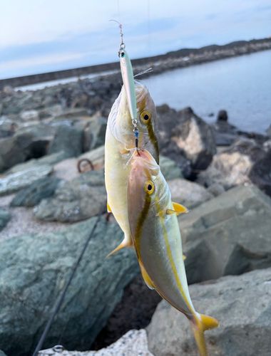 ネリゴの釣果