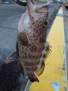 オオモンハタの釣果