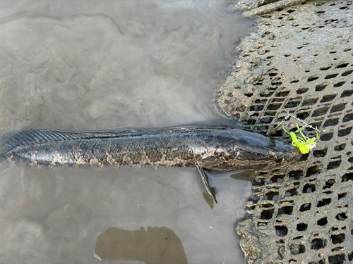 ライギョの釣果