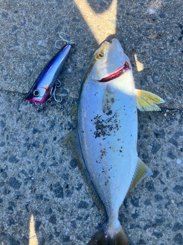 ネリゴの釣果