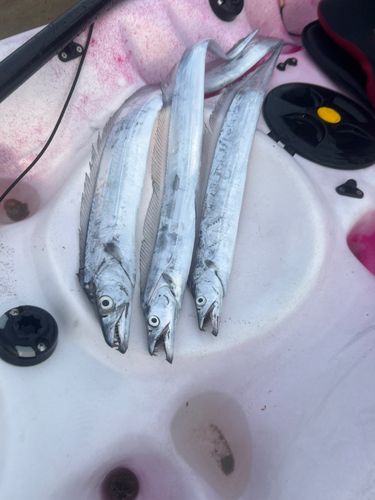 タチウオの釣果