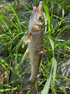 ニゴイの釣果