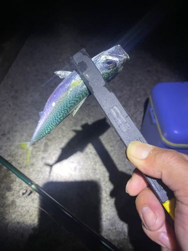 イワシの釣果
