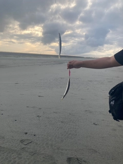 カマスの釣果