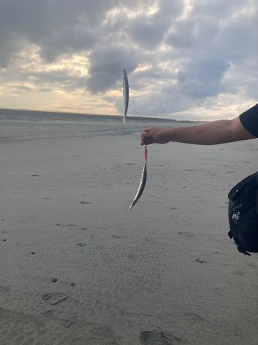 カマスの釣果