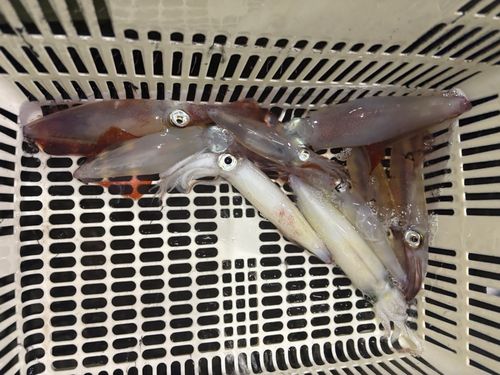マイカの釣果