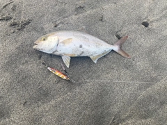 ショゴの釣果
