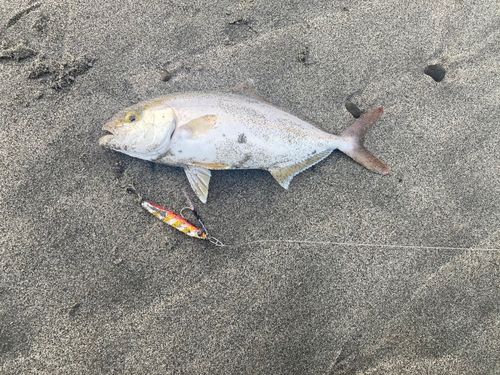 ショゴの釣果