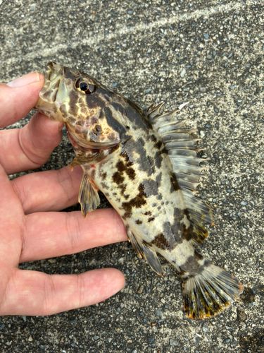 タケノコメバルの釣果
