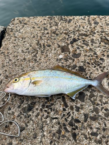ネリゴの釣果