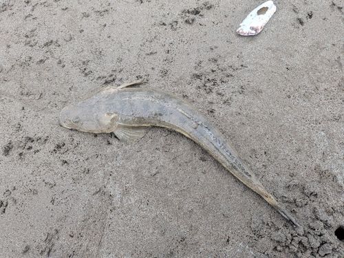 マゴチの釣果