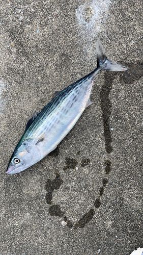 サゴシの釣果