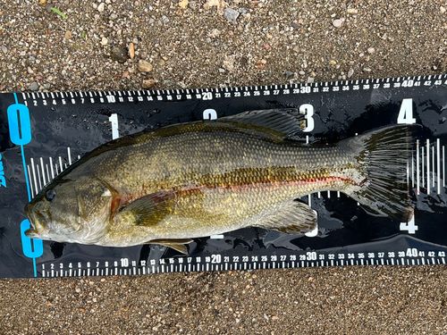 スモールマウスバスの釣果