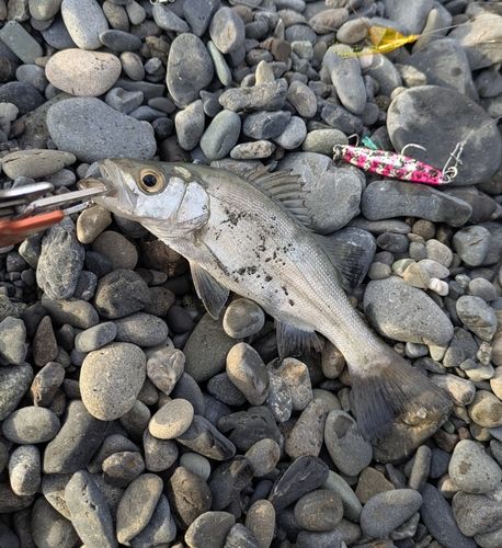 セイゴ（ヒラスズキ）の釣果